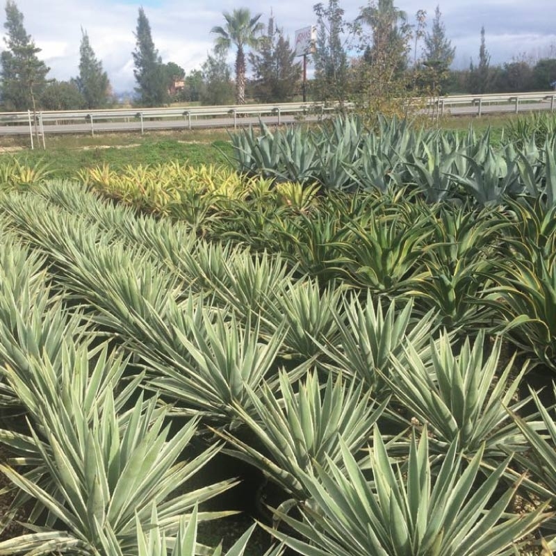 Agave