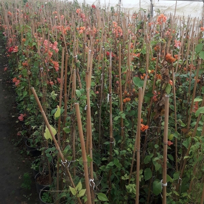 Begonvillea 180-220cm