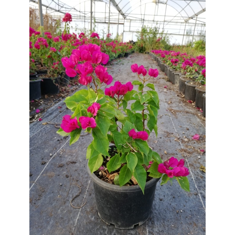 Begonvillea Deep Purpel