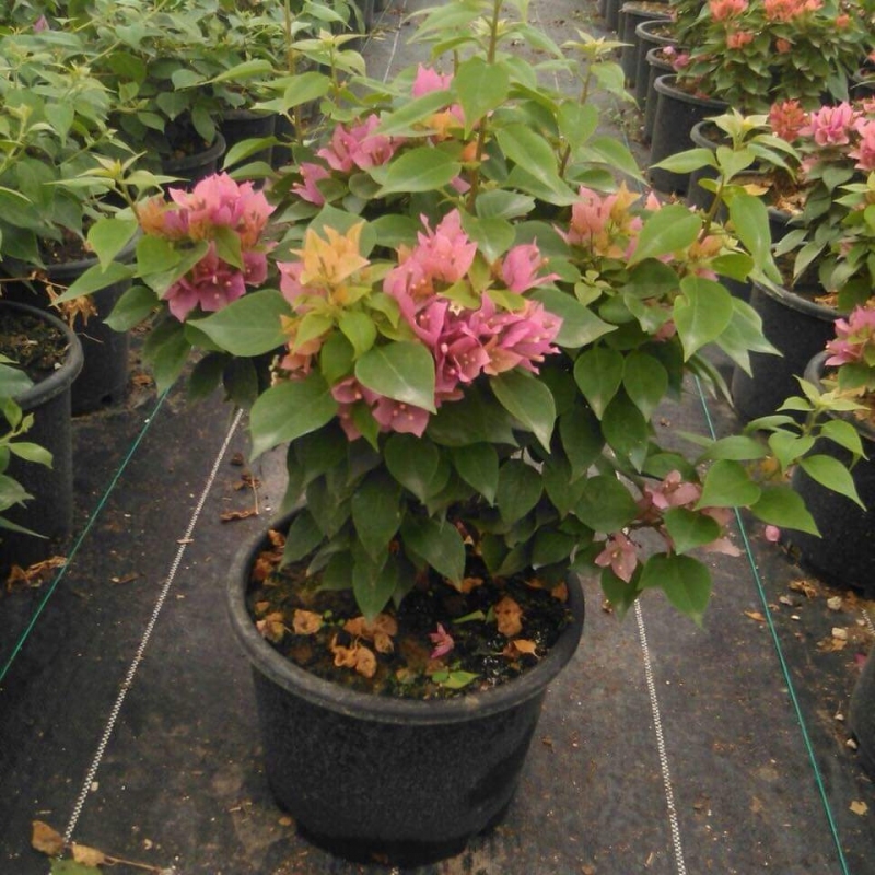 Begonvillea Mini Tai