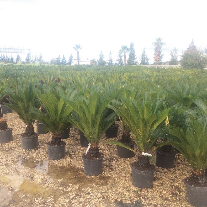 Cycas 15-25