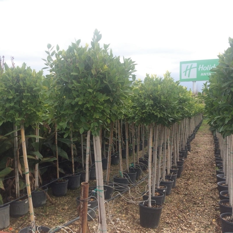 Ficus Nitida 10-12