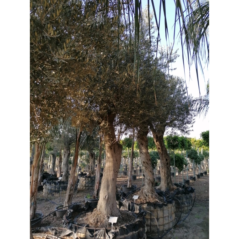 Kafes Zeytin 30-50