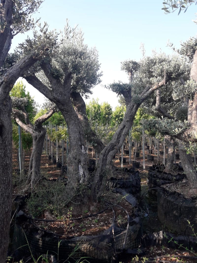  Kafes Zeytin Ağacı 50-70