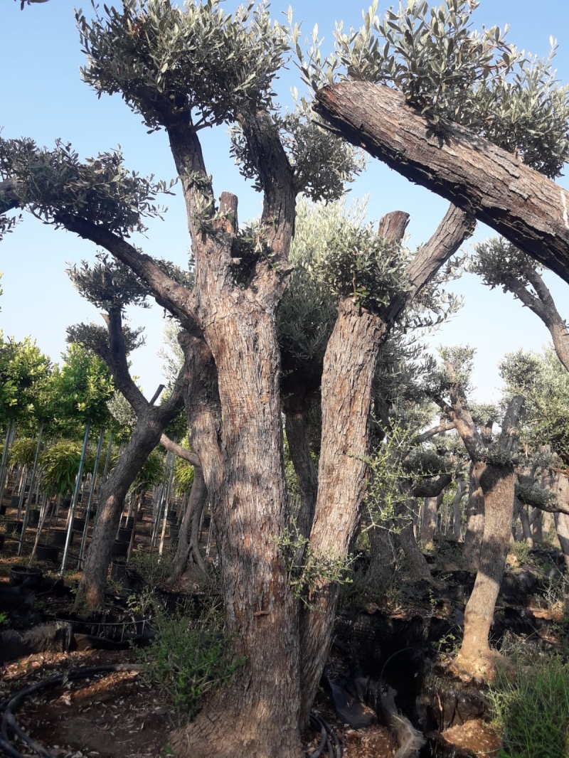  Kafes Zeytin Ağacı 70 ve üzeri