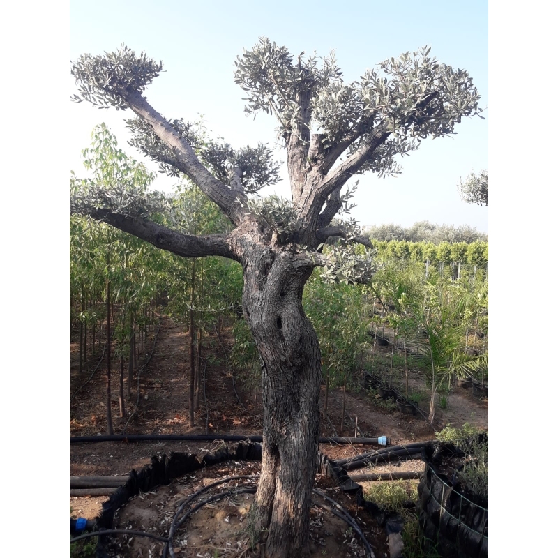 Kafes Zeytin Ağacı 70 ve üzeri