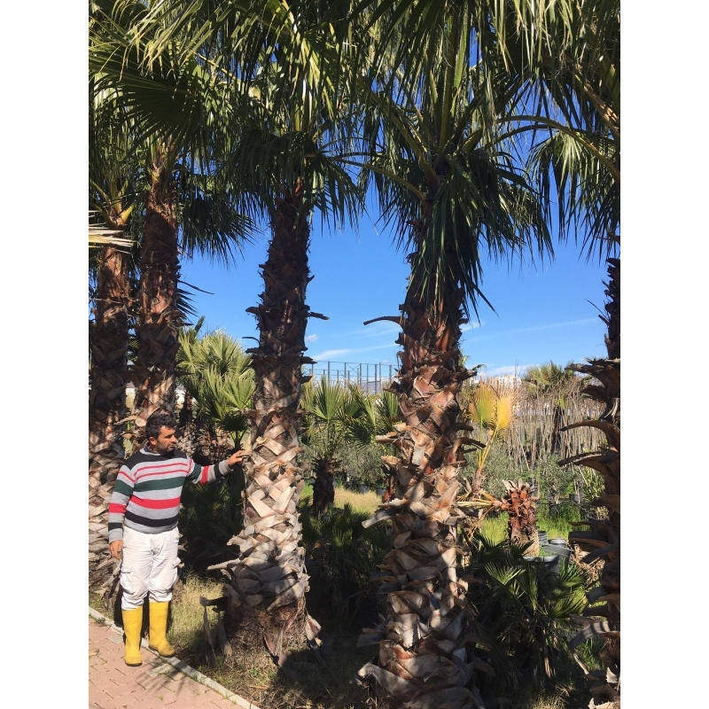 Washingtonia Filifera 3m