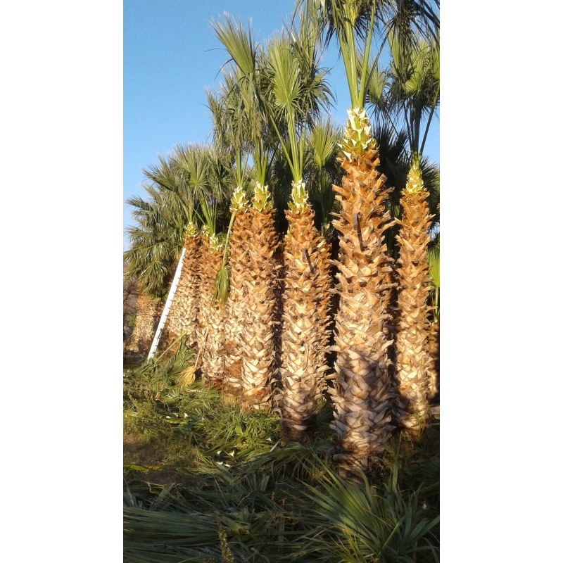 Washingtonia Filifera 5m